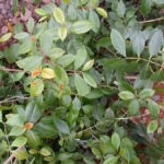 Catha_edulis