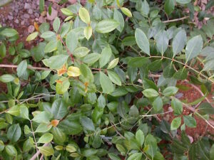 Khat – Die umstrittene Pflanze zwischen Tradition, Rausch und Regulierung